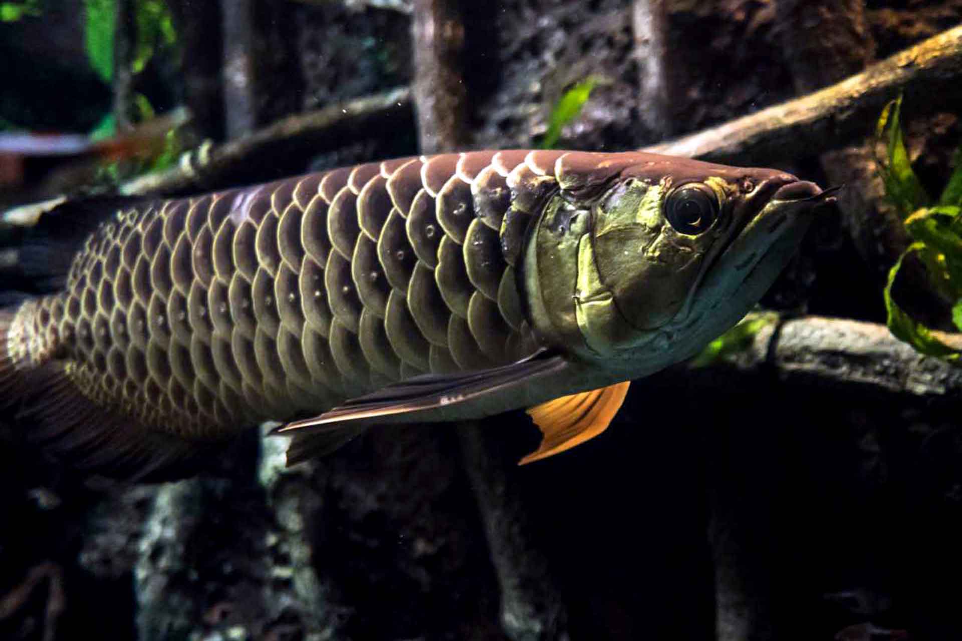 シルバーアロワナの飼育方法まとめ 熱帯魚のウロコ