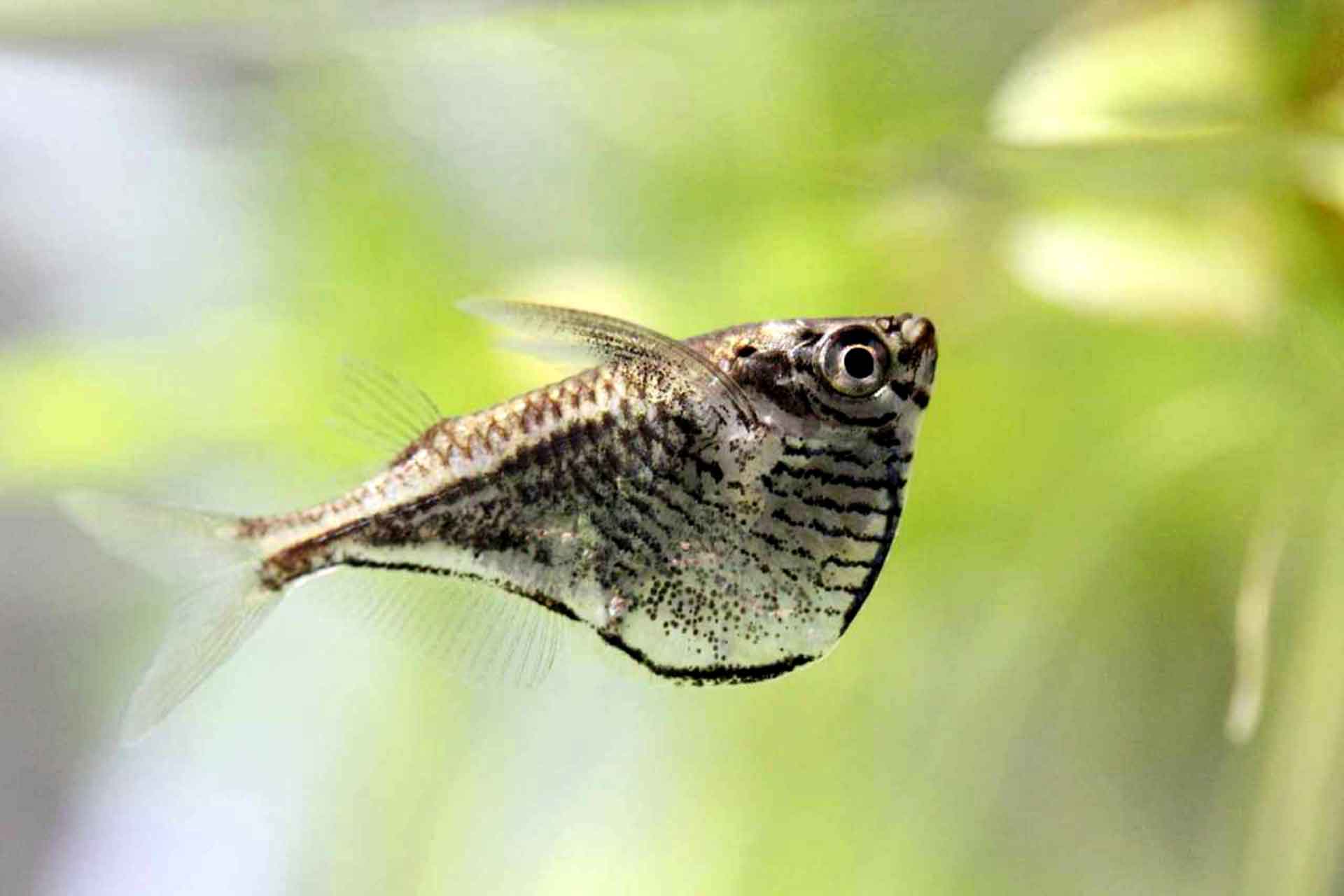 熱帯魚の飼育に必要なもの一覧！ | 熱帯魚のウロコ