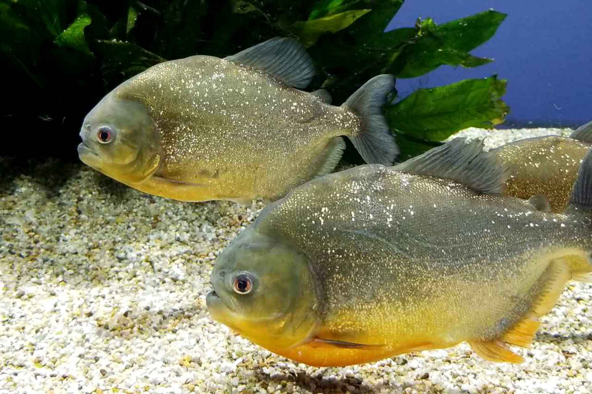 ピラニアの飼育方法まとめ 熱帯魚のウロコ