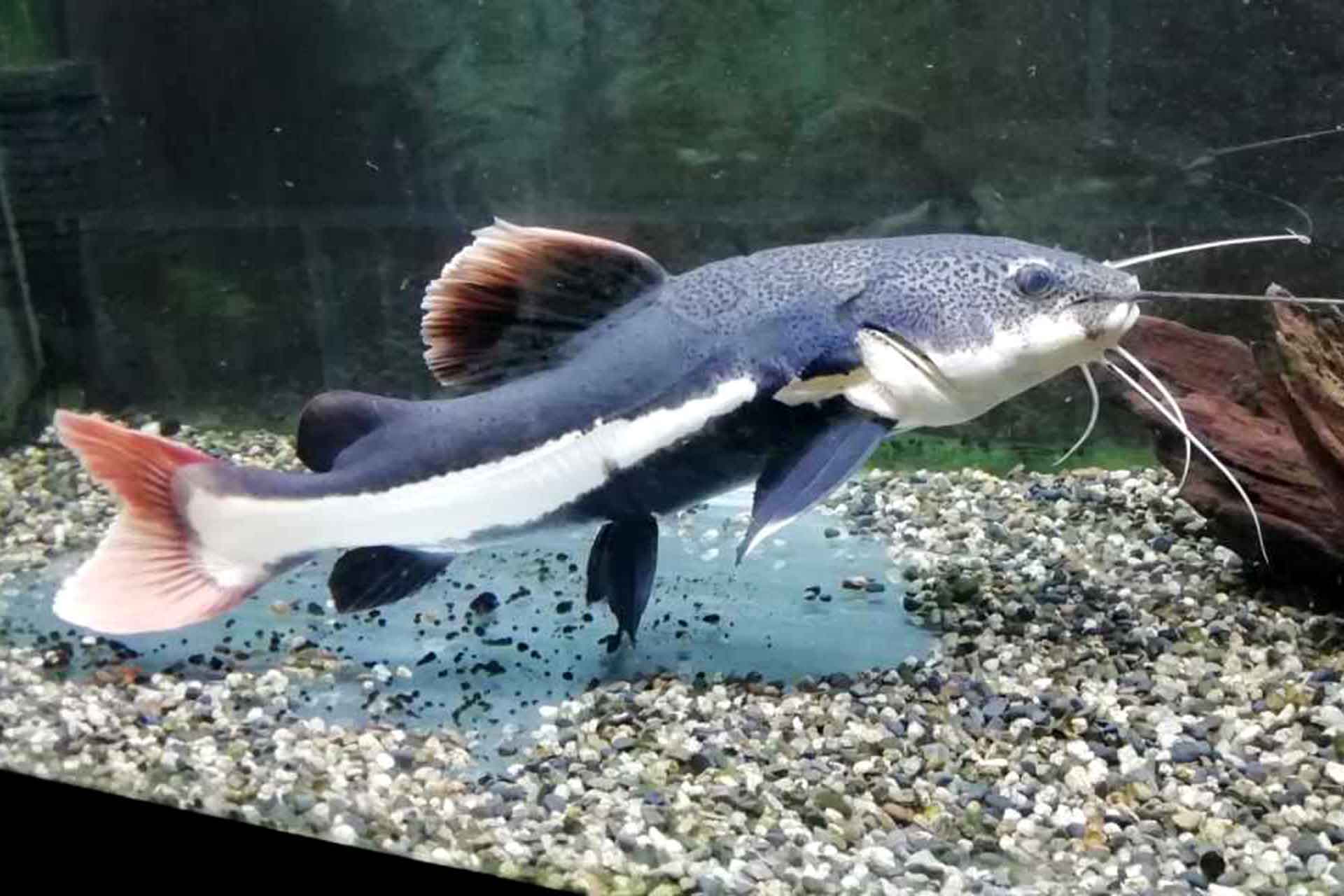 熱帯魚 プラチナレッドテールキャット±60cm - 熊本県のその他