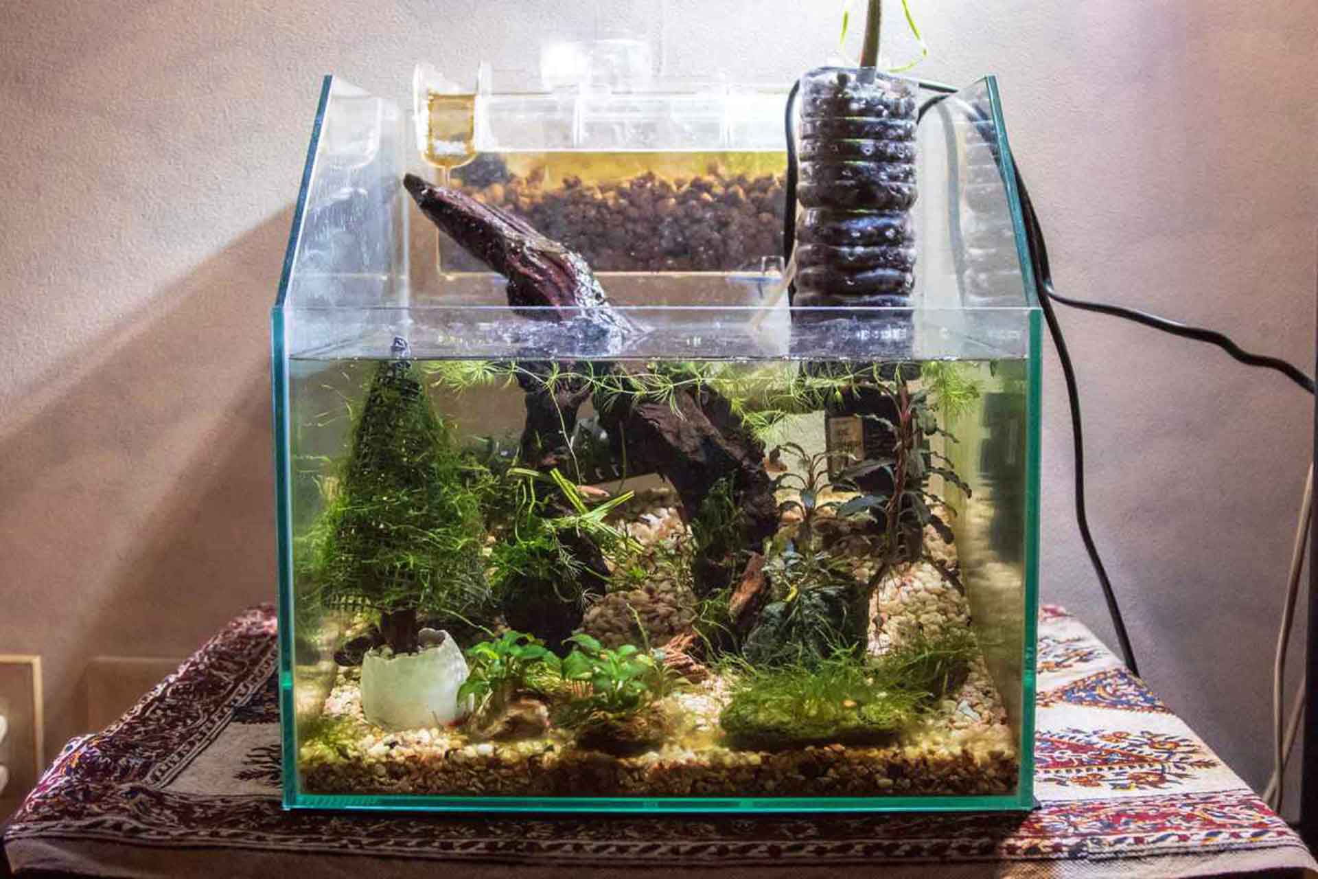 熱帯魚のウロコ 目から ウロコ の熱帯魚 アクアリウム情報サイト