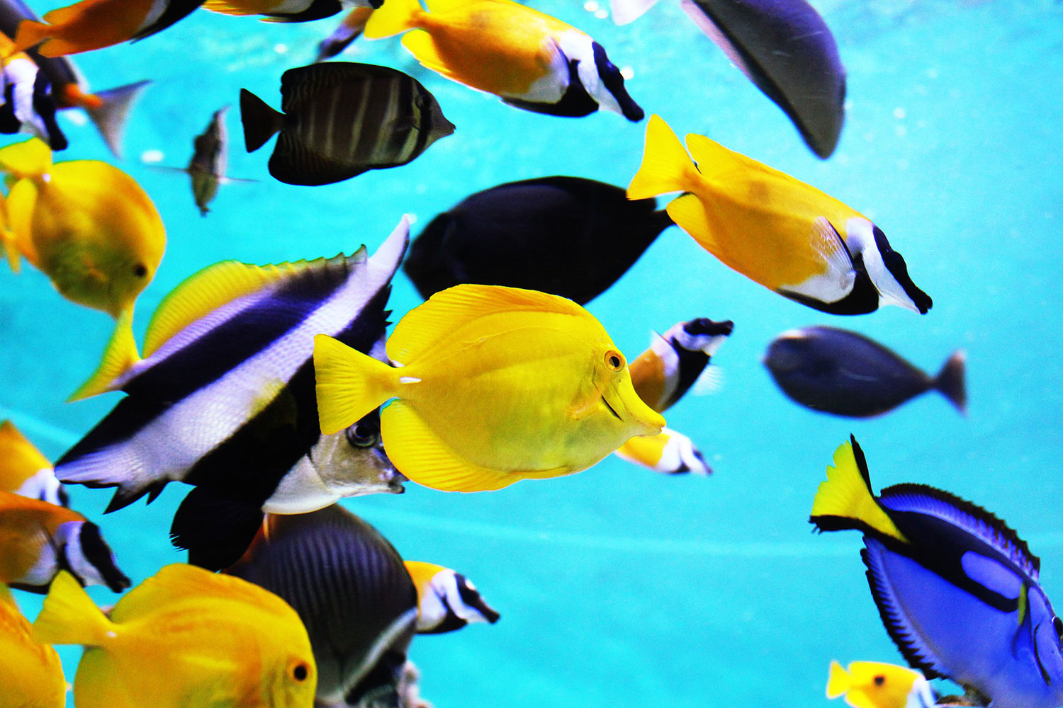 繁殖の基礎知識と繁殖が成功しやすい熱帯魚3種をご紹介 熱帯魚のウロコ