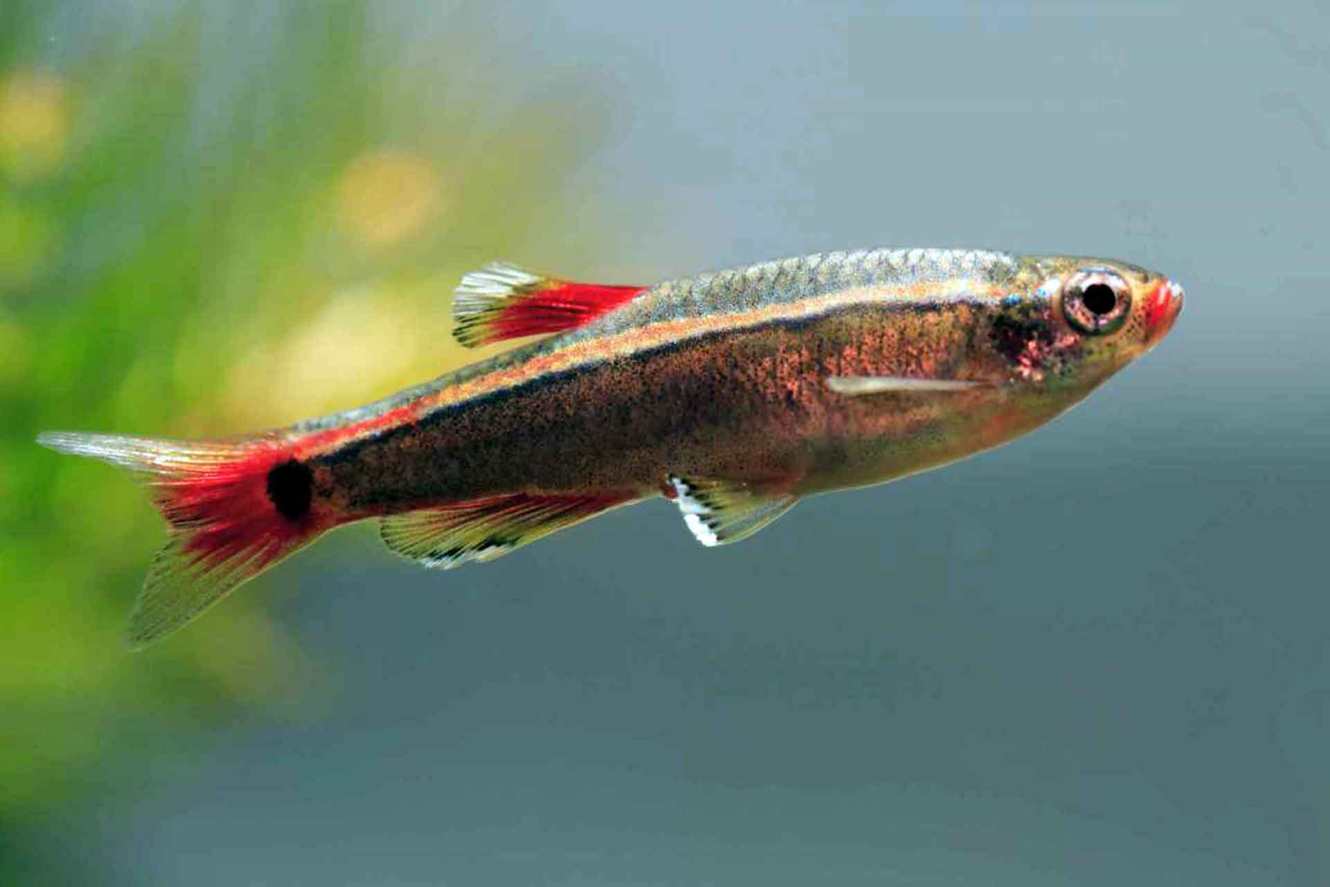 繁殖の基礎知識と繁殖が成功しやすい熱帯魚3種をご紹介 熱帯魚のウロコ